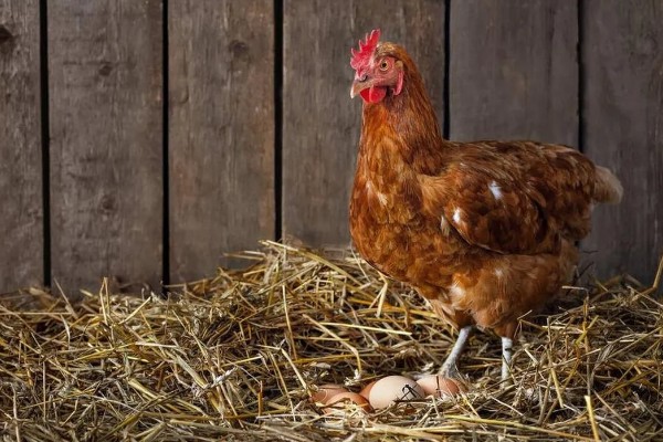 鸡几点钟产蛋，一般在上午产蛋