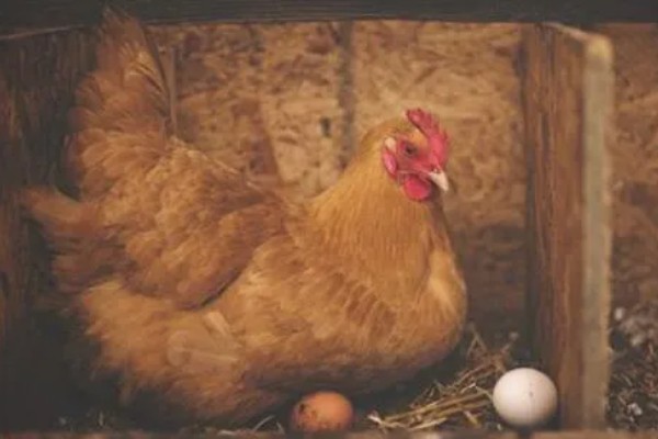 鸡几点钟产蛋，一般在上午产蛋