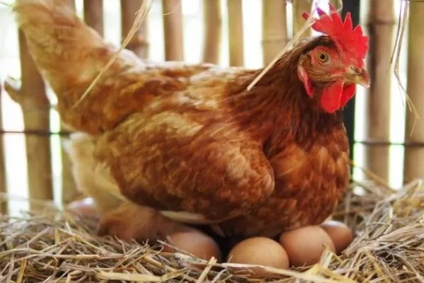 鸡几点钟产蛋，一般在上午产蛋