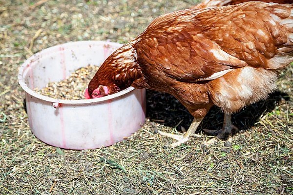 鸡几点钟产蛋，一般在上午产蛋