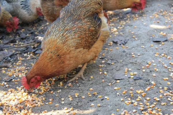 鸡几点钟产蛋，一般在上午产蛋