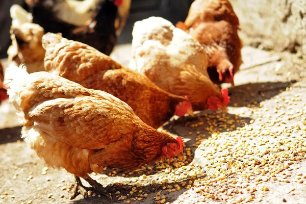 鸡几点钟产蛋，一般在上午产蛋