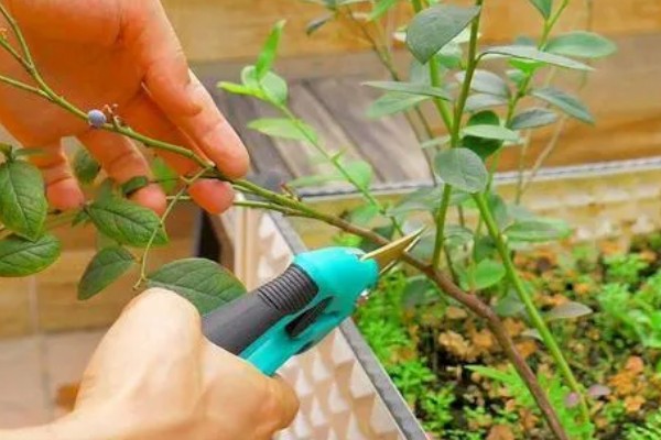 如何修剪蓝莓树，幼树苗期对花芽进行修剪