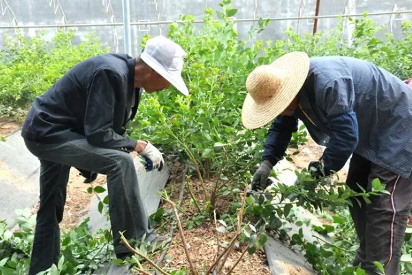 如何修剪蓝莓树，幼树苗期对花芽进行修剪