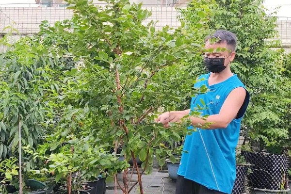 如何修剪蓝莓树，幼树苗期对花芽进行修剪