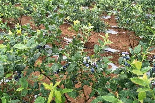 如何修剪蓝莓树，幼树苗期对花芽进行修剪