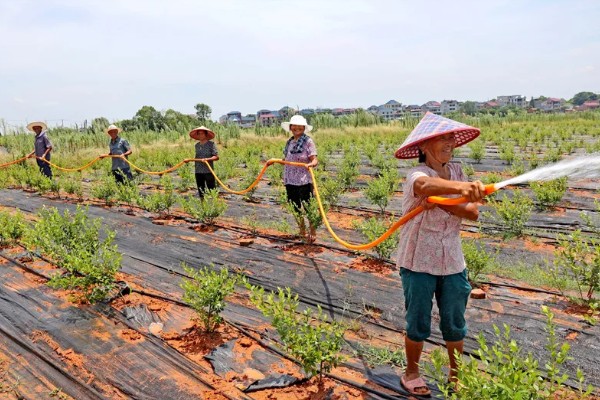 如何修剪蓝莓树，幼树苗期对花芽进行修剪