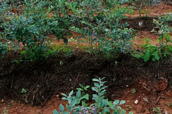 如何修剪蓝莓树，幼树苗期对花芽进行修剪