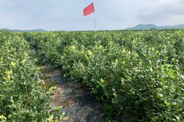 如何修剪蓝莓树，幼树苗期对花芽进行修剪