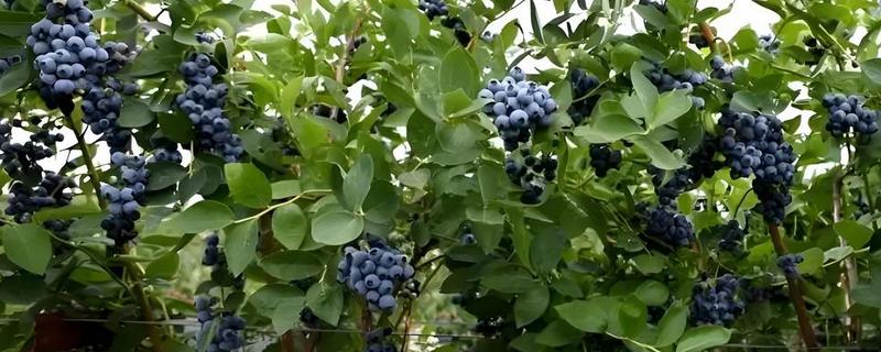 如何修剪蓝莓树，幼树苗期对花芽进行修剪