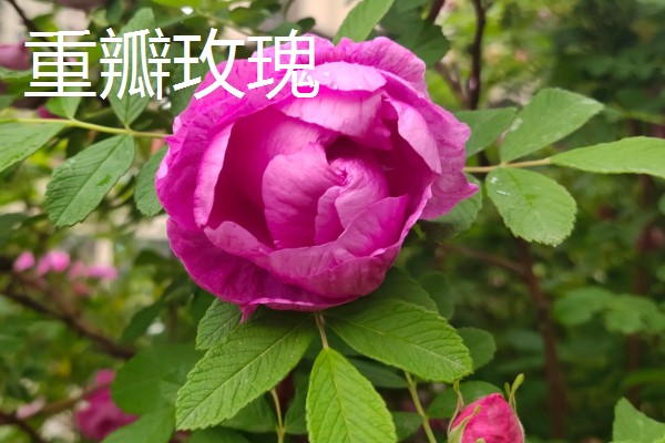 43朵玫瑰代表的含义，寓意永不失散、爱情保鲜等