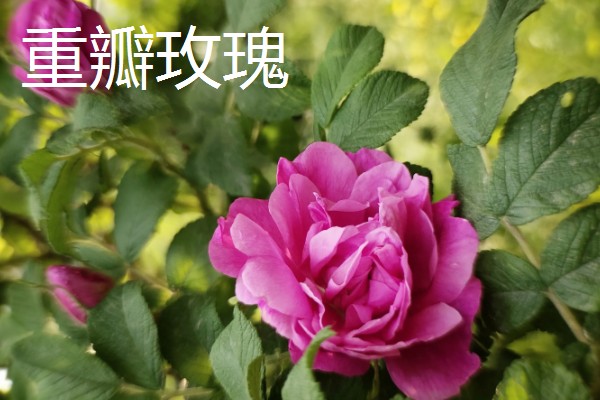 43朵玫瑰代表的含义，寓意永不失散、爱情保鲜等