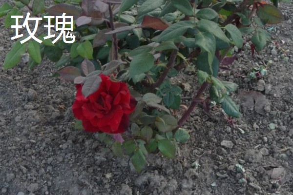 43朵玫瑰代表的含义，寓意永不失散、爱情保鲜等