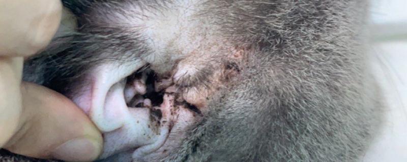 猫得了耳螨后怎么治疗，首先要清洁猫咪耳朵的污垢