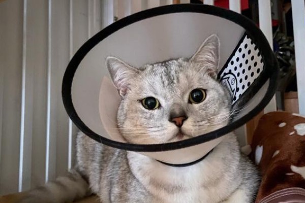 猫得了耳螨后怎么治疗，首先要清洁猫咪耳朵的污垢