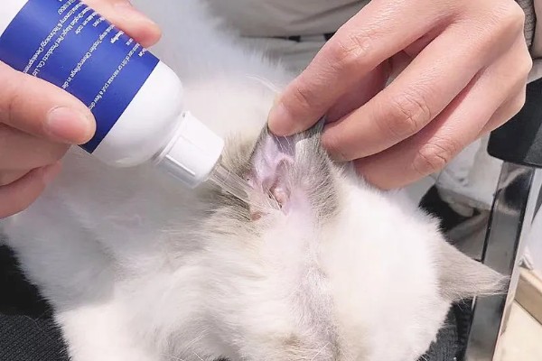 猫得了耳螨后怎么治疗，首先要清洁猫咪耳朵的污垢