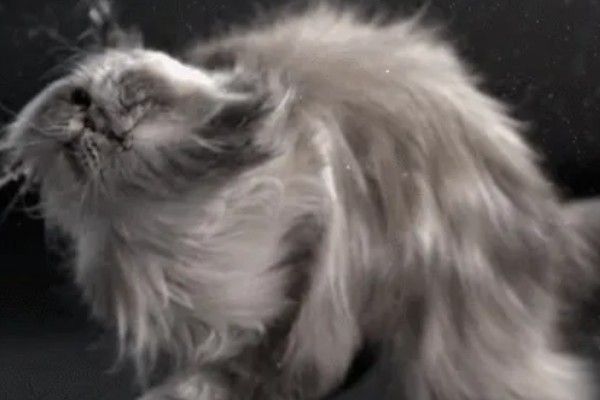 猫得了耳螨后怎么治疗，首先要清洁猫咪耳朵的污垢