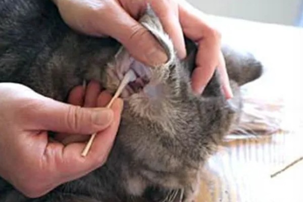 猫得了耳螨后怎么治疗，首先要清洁猫咪耳朵的污垢