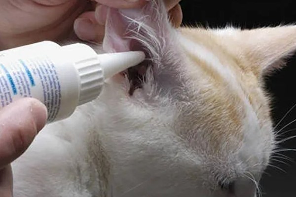 猫得了耳螨后怎么治疗，首先要清洁猫咪耳朵的污垢