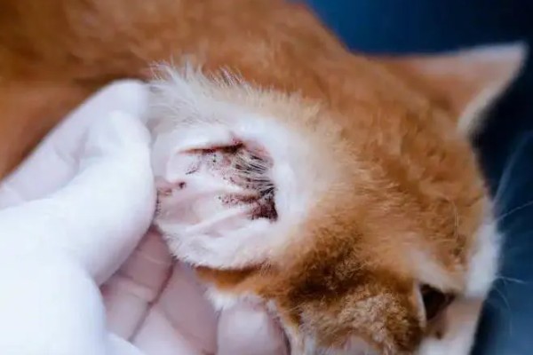 猫得了耳螨后怎么治疗，首先要清洁猫咪耳朵的污垢