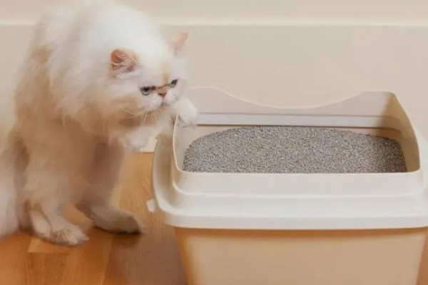 猫得了耳螨后怎么治疗，首先要清洁猫咪耳朵的污垢