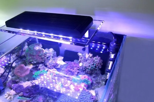 鱼缸里的灯起什么作用，可供观赏还能照明