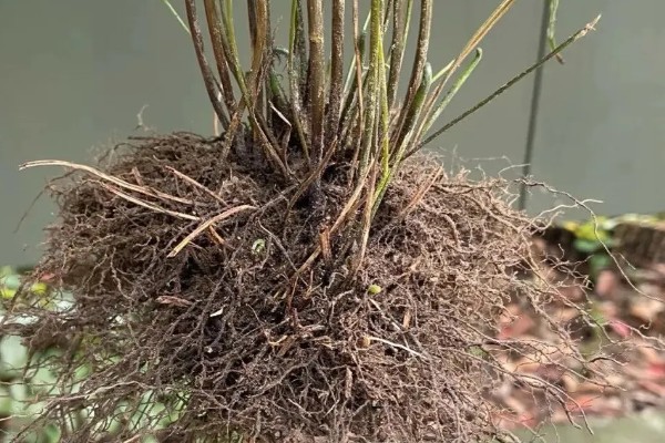 怎么种植凤尾草，对母根分株后再分穴栽种