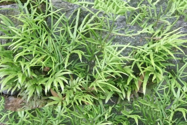 怎么种植凤尾草，对母根分株后再分穴栽种