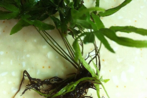 怎么种植凤尾草，对母根分株后再分穴栽种