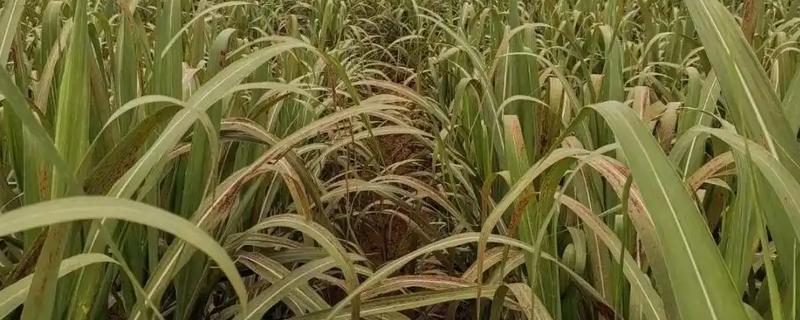 甘蔗锈病如何防治，首先选择抗病能力强的品种