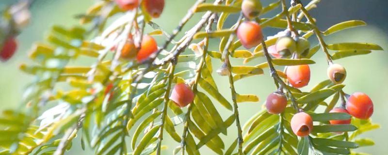 南方红豆杉的简介，属于红豆杉科、红豆杉属常绿乔木