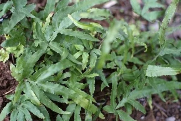 怎么种植凤尾草，对母根分株后再分穴栽种