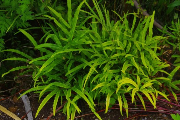 怎么种植凤尾草，对母根分株后再分穴栽种