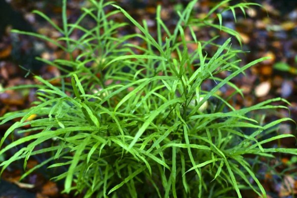 怎么种植凤尾草，对母根分株后再分穴栽种