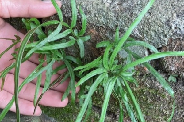怎么种植凤尾草，对母根分株后再分穴栽种