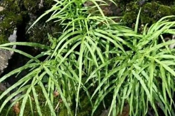 怎么种植凤尾草，对母根分株后再分穴栽种