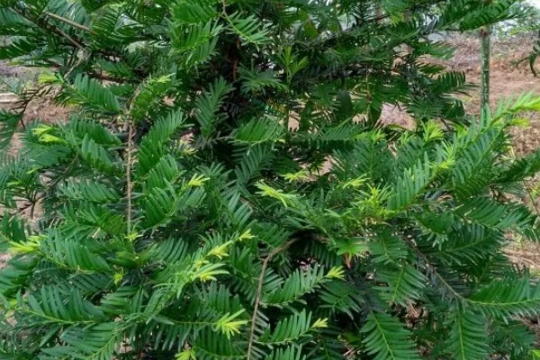 南方红豆杉的简介，属于红豆杉科、红豆杉属常绿乔木