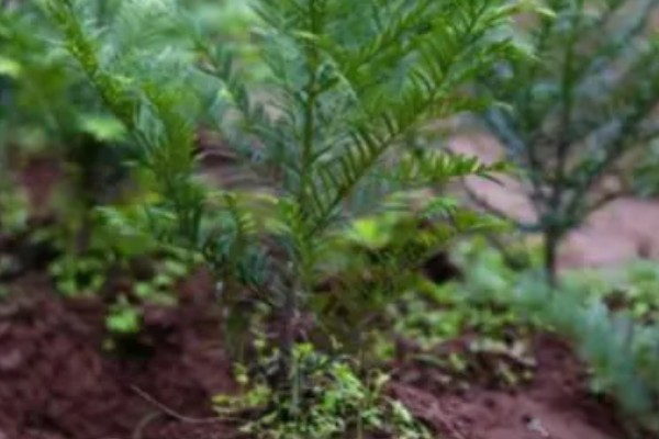 南方红豆杉的简介，属于红豆杉科、红豆杉属常绿乔木