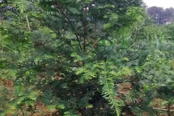 南方红豆杉的简介，属于红豆杉科、红豆杉属常绿乔木