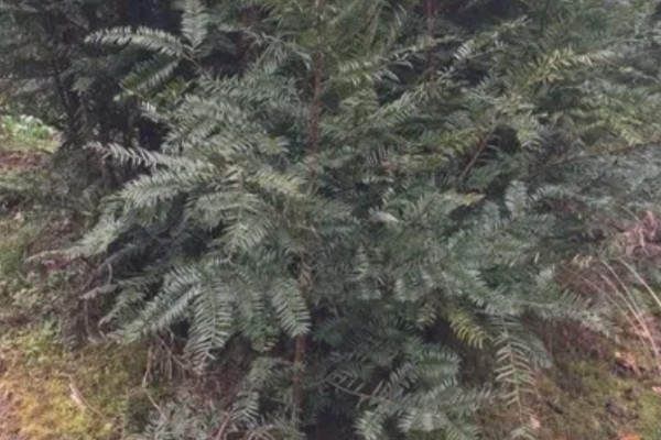 南方红豆杉的简介，属于红豆杉科、红豆杉属常绿乔木