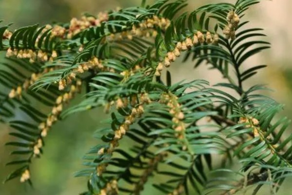 南方红豆杉的简介，属于红豆杉科、红豆杉属常绿乔木