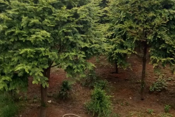 南方红豆杉的简介，属于红豆杉科、红豆杉属常绿乔木