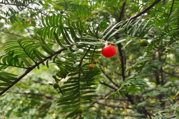 南方红豆杉的简介，属于红豆杉科、红豆杉属常绿乔木