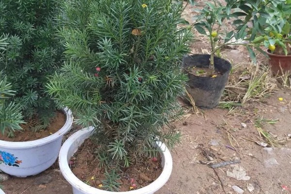 南方红豆杉的简介，属于红豆杉科、红豆杉属常绿乔木