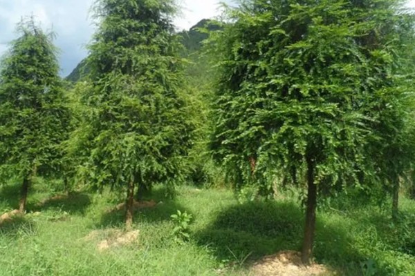 南方红豆杉的简介，属于红豆杉科、红豆杉属常绿乔木