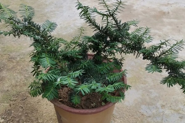 南方红豆杉的简介，属于红豆杉科、红豆杉属常绿乔木