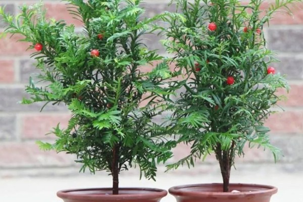 南方红豆杉的简介，属于红豆杉科、红豆杉属常绿乔木