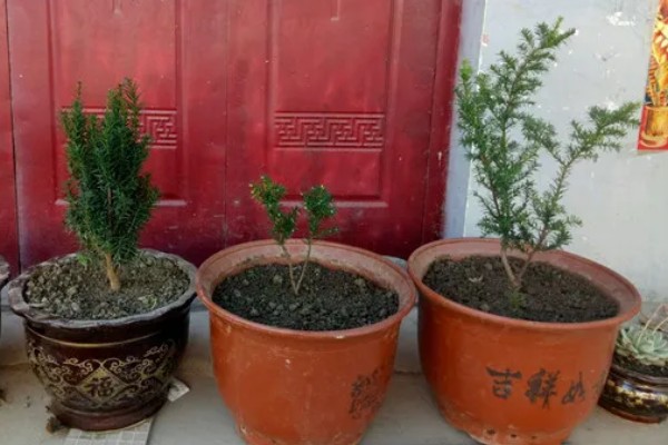 南方红豆杉的简介，属于红豆杉科、红豆杉属常绿乔木