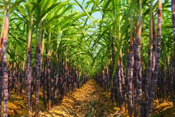 甘蔗锈病如何防治,首先选择抗病能力强的品种