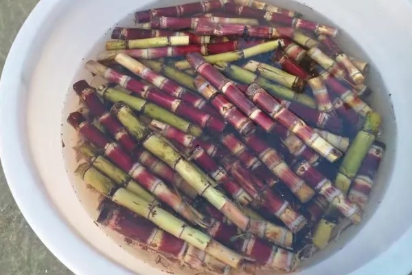 甘蔗锈病如何防治,首先选择抗病能力强的品种